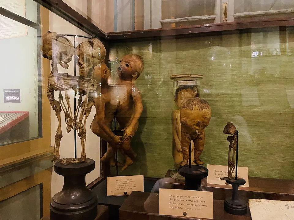Museo per la storia dell'università di Pavia