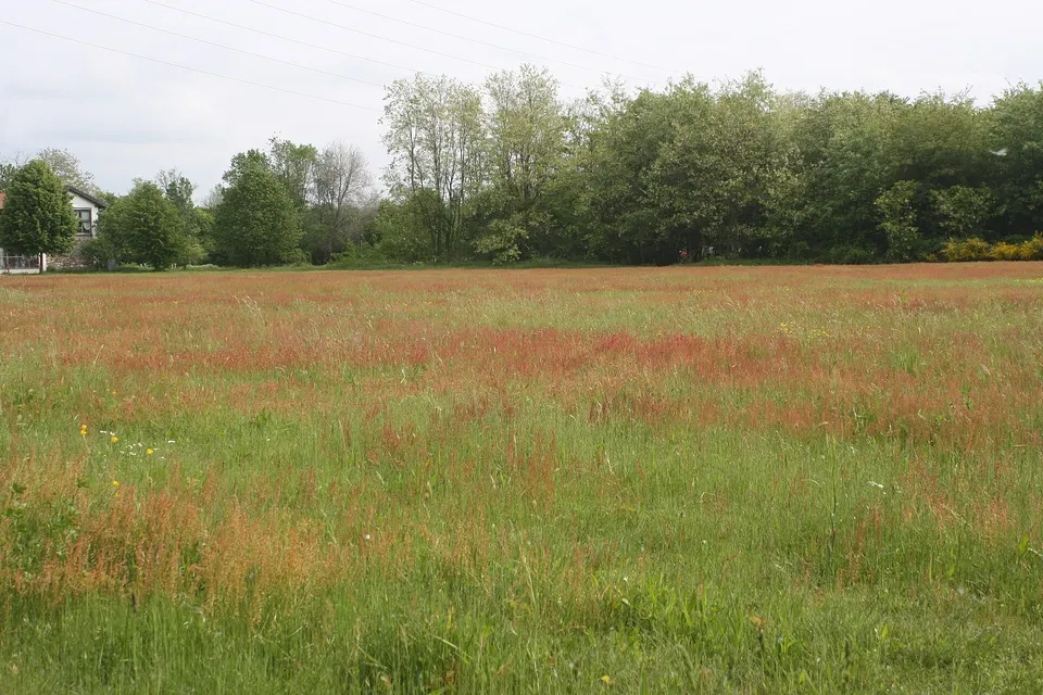 Prato a Tornavento, nel parco naturale lombardo della Valle del Ticino (Q3895663)